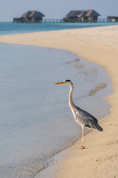 23 Conrad Malediven  Rangali Eiland, blauwe reiger.jpg